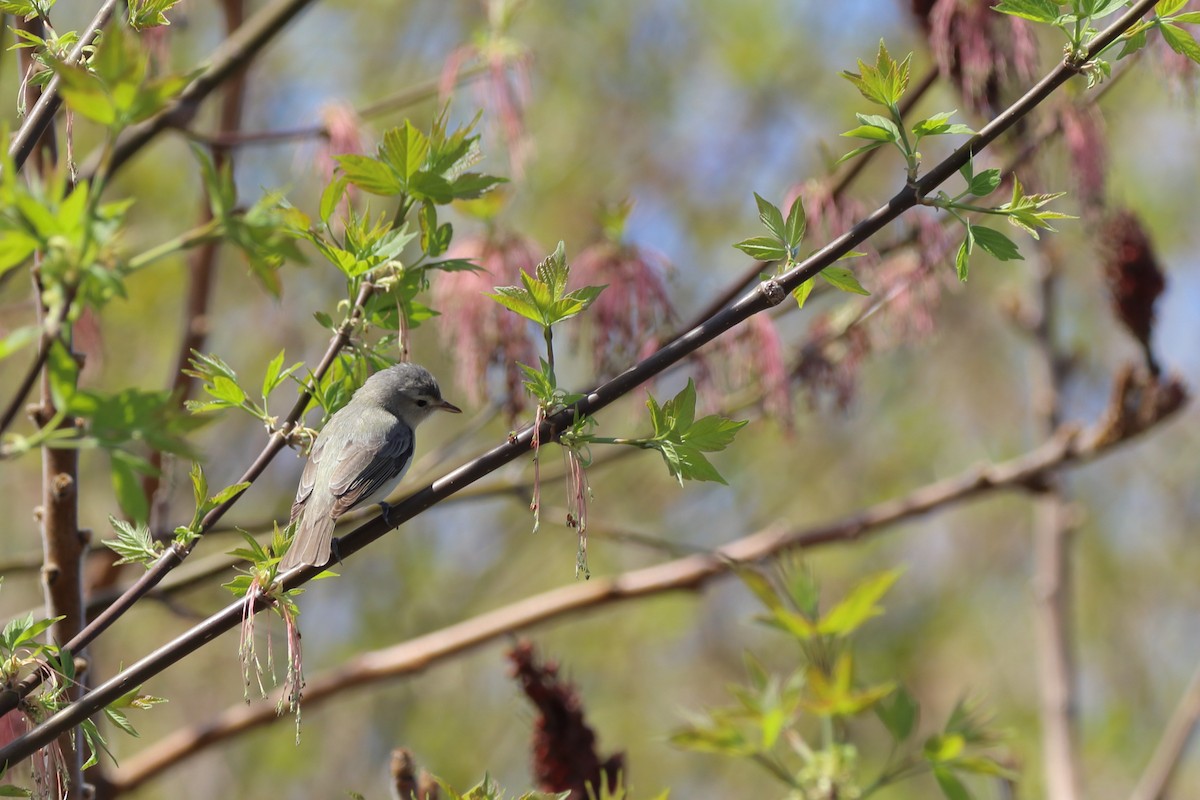 Vireo Gorjeador Oriental - ML657766556