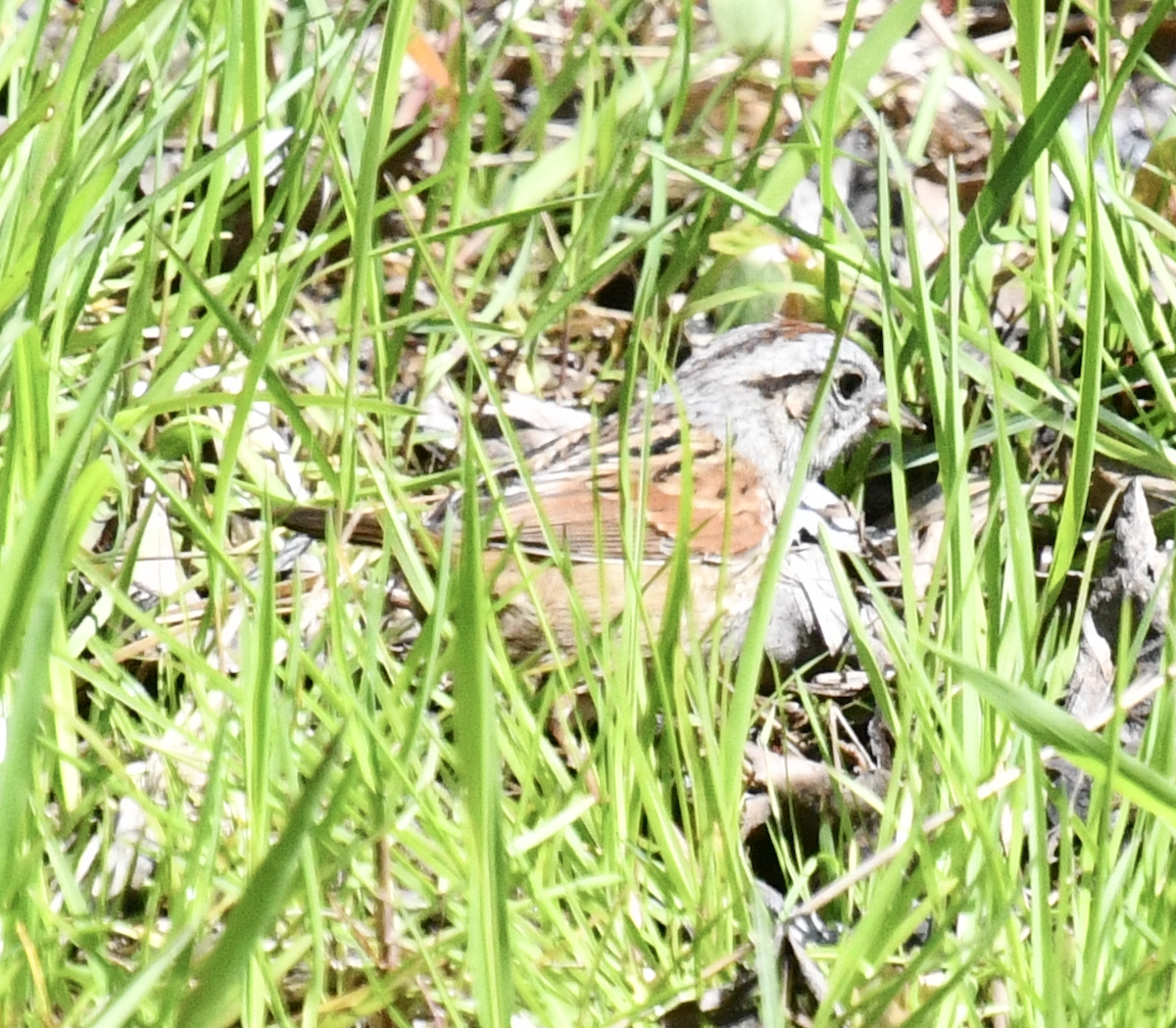 Swamp Sparrow - ML657768399