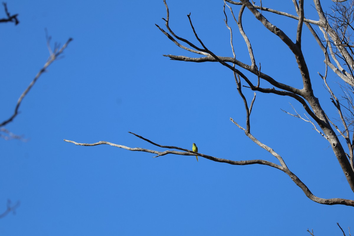 ワカナインコ - ML657770451
