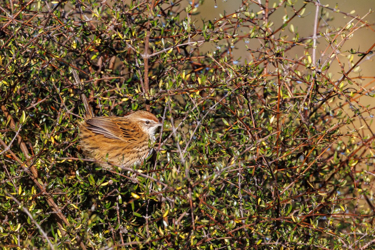 New Zealand Fernbird (New Zealand) - ML657771252