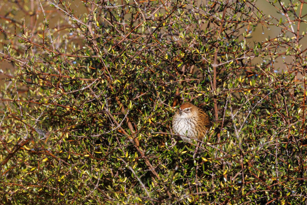 New Zealand Fernbird (New Zealand) - ML657771253