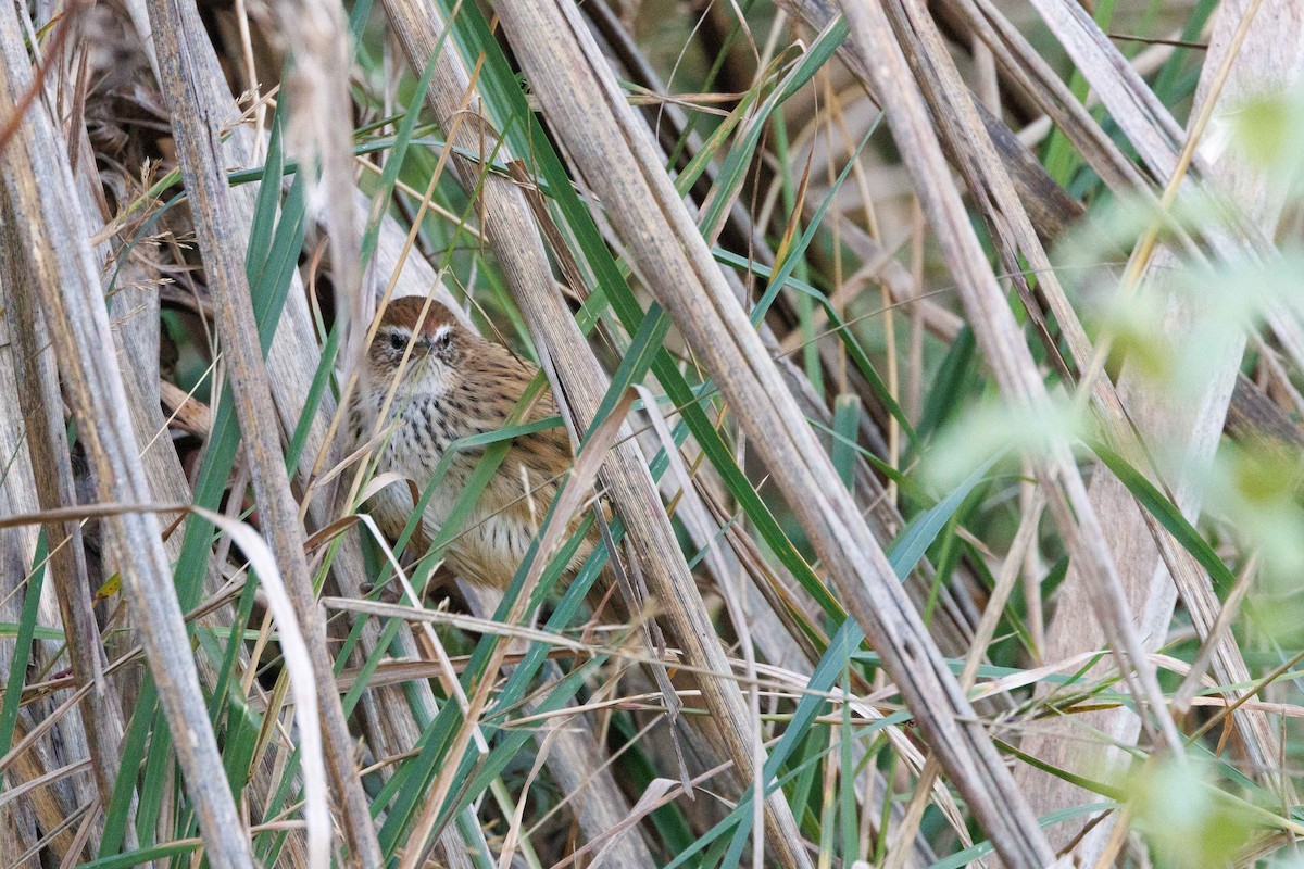 New Zealand Fernbird (New Zealand) - ML657771390