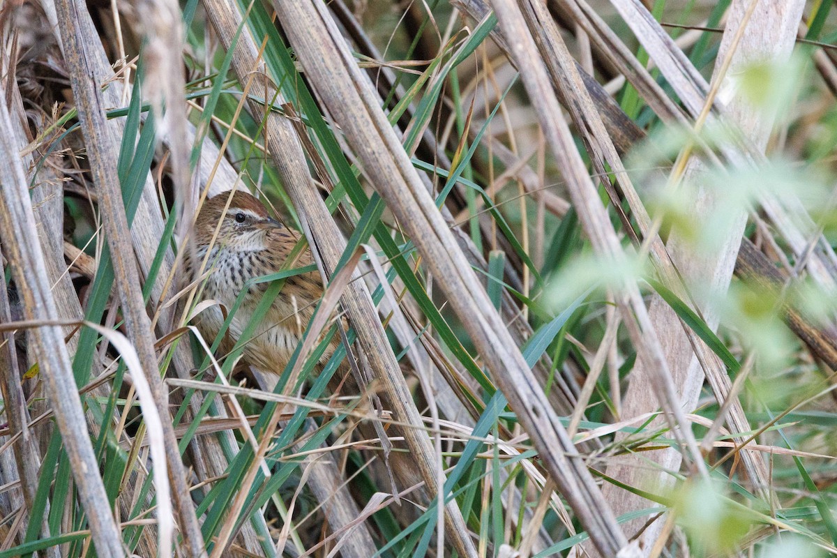 New Zealand Fernbird (New Zealand) - ML657771393