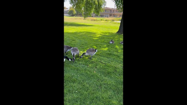 Canada Goose - ML657771521