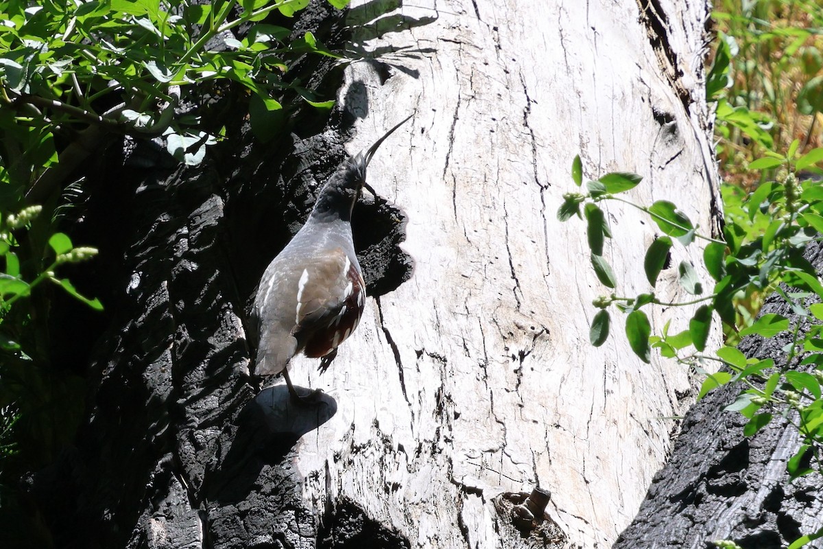 Mountain Quail - ML657772099