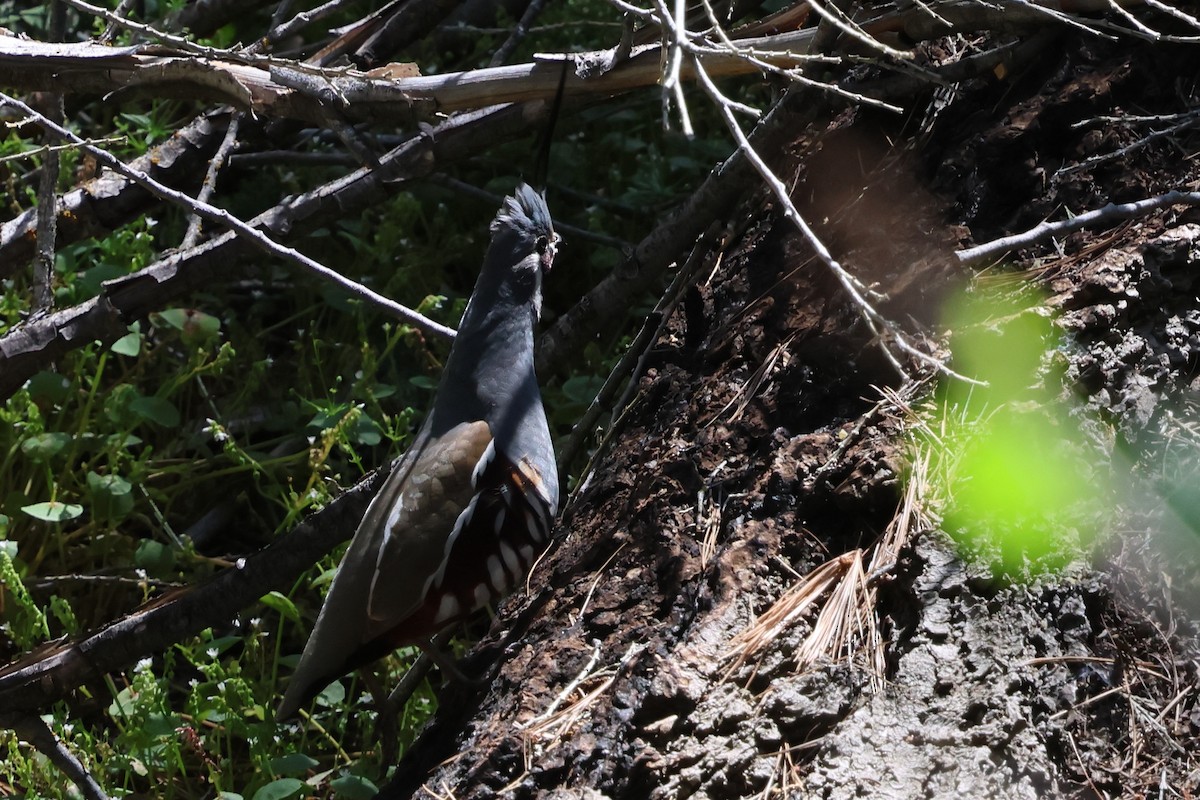 Mountain Quail - ML657772100