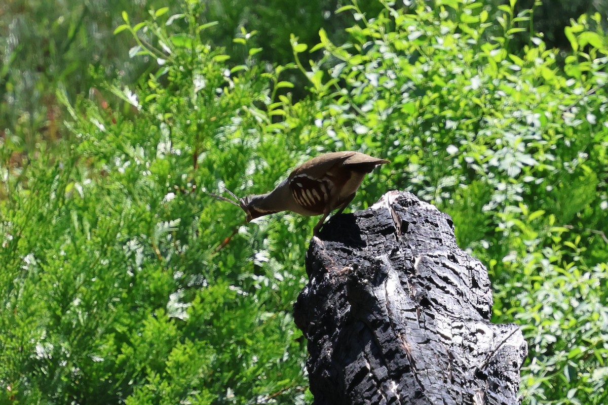 Mountain Quail - ML657772101