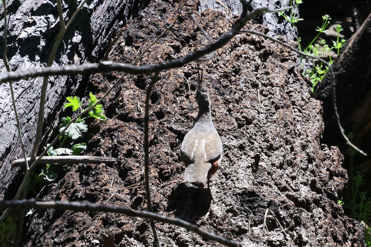 Mountain Quail - ML657772102