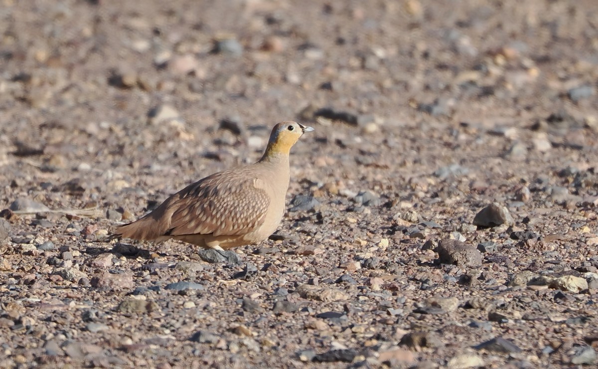 Crowned Sandgrouse - ML657772953