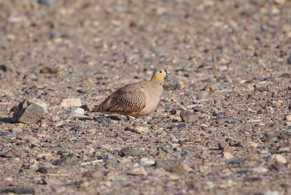 Crowned Sandgrouse - ML657773029