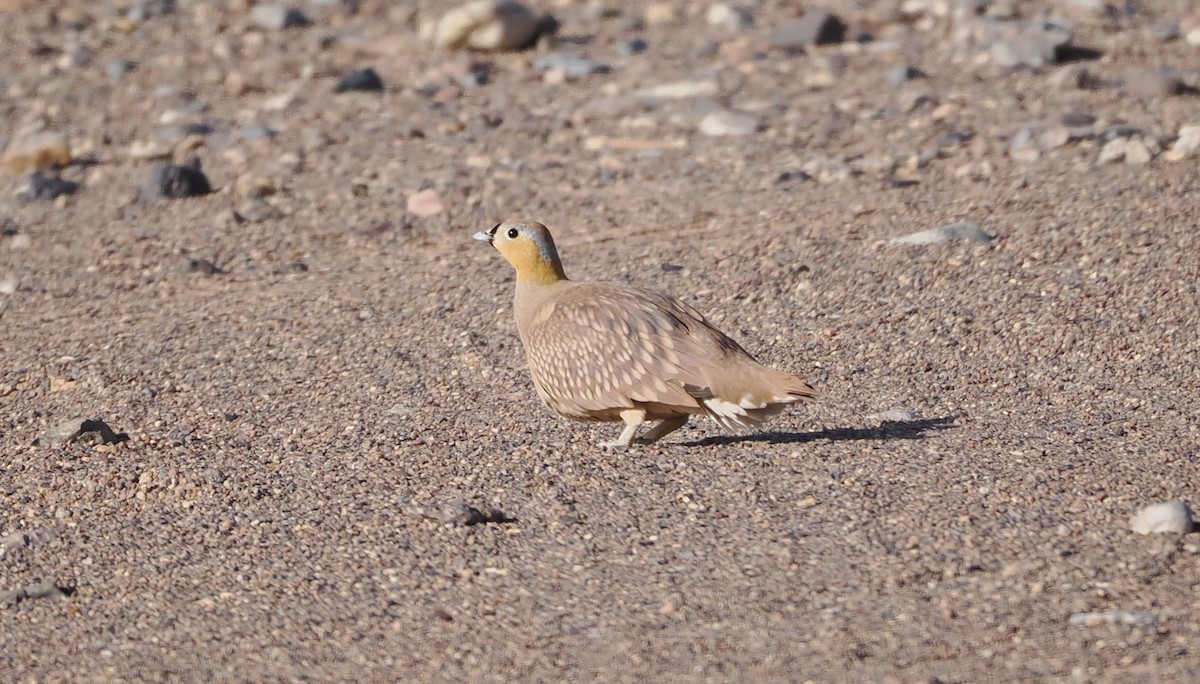 Crowned Sandgrouse - ML657773457