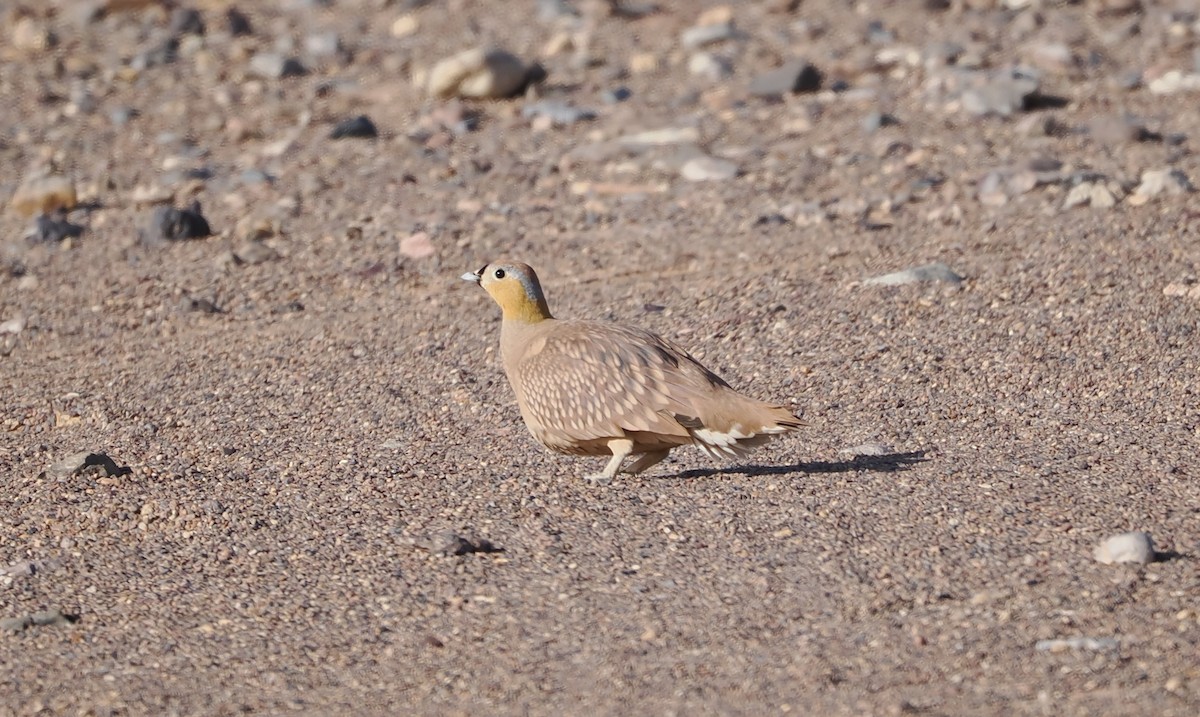 Crowned Sandgrouse - ML657773477