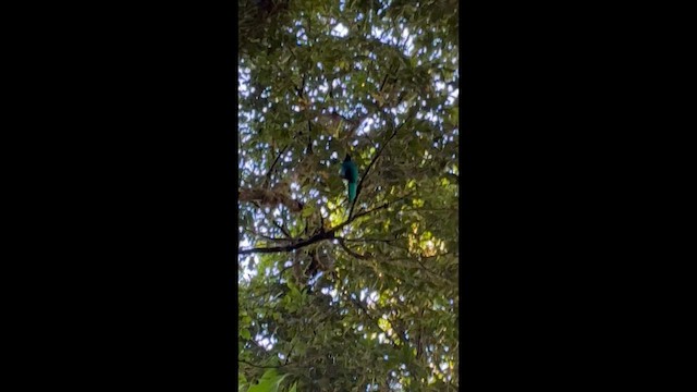 Resplendent Quetzal - ML657774255
