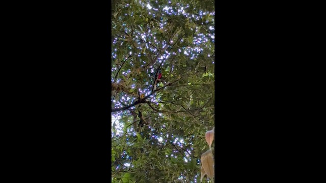 Resplendent Quetzal - ML657774256