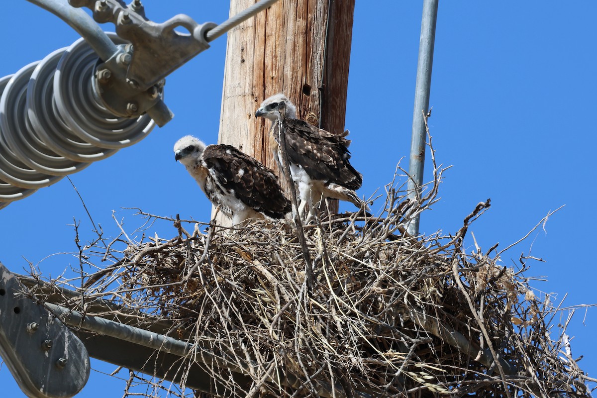 Red-tailed Hawk - ML657774464