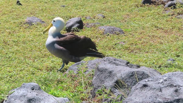 Albatros de Galápagos - ML657775541