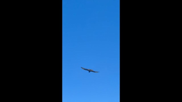 Busardo de Galápagos - ML657775608