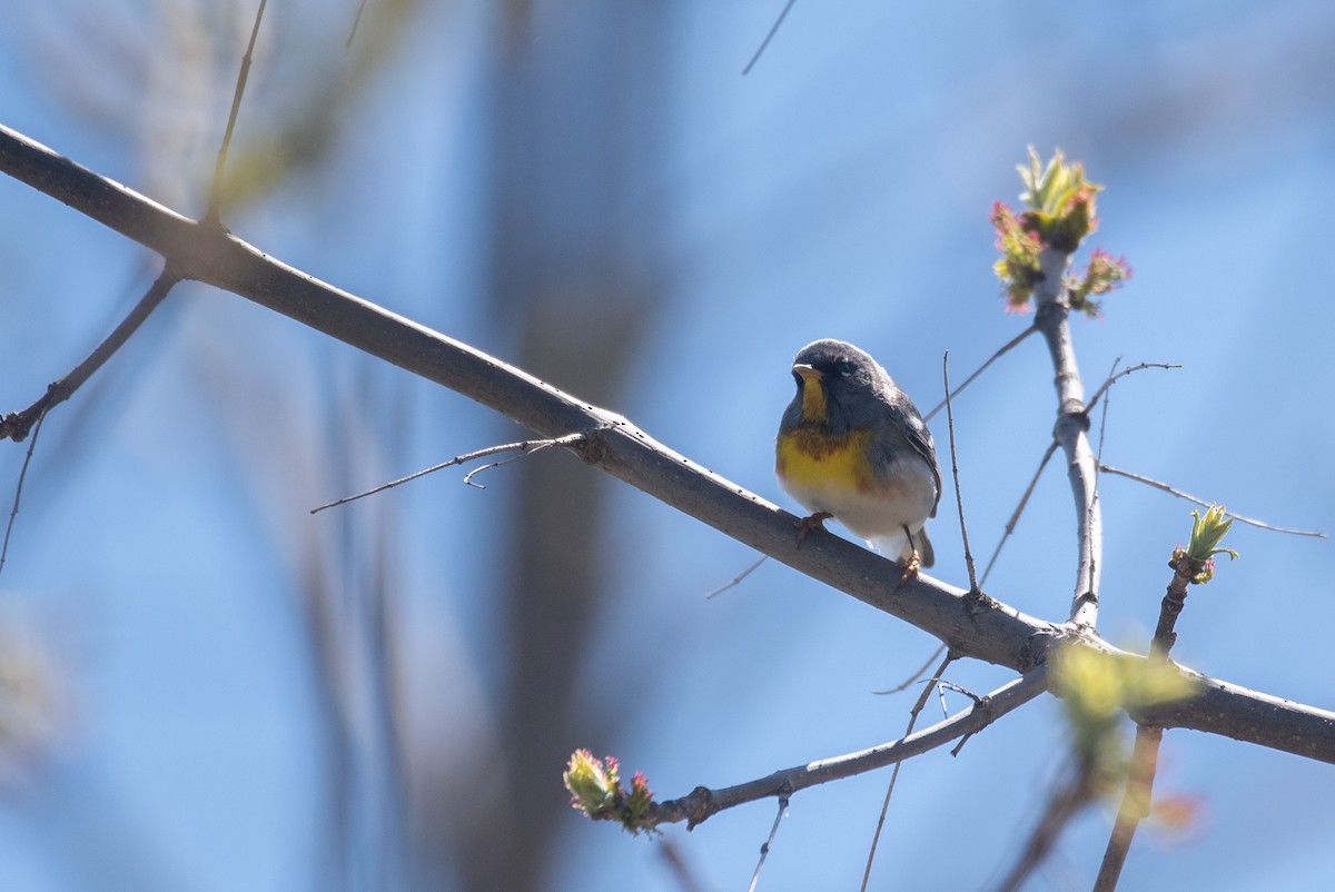Kuzeyli Parula - ML657775901