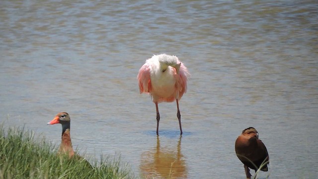 Espátula Rosada - ML657776355