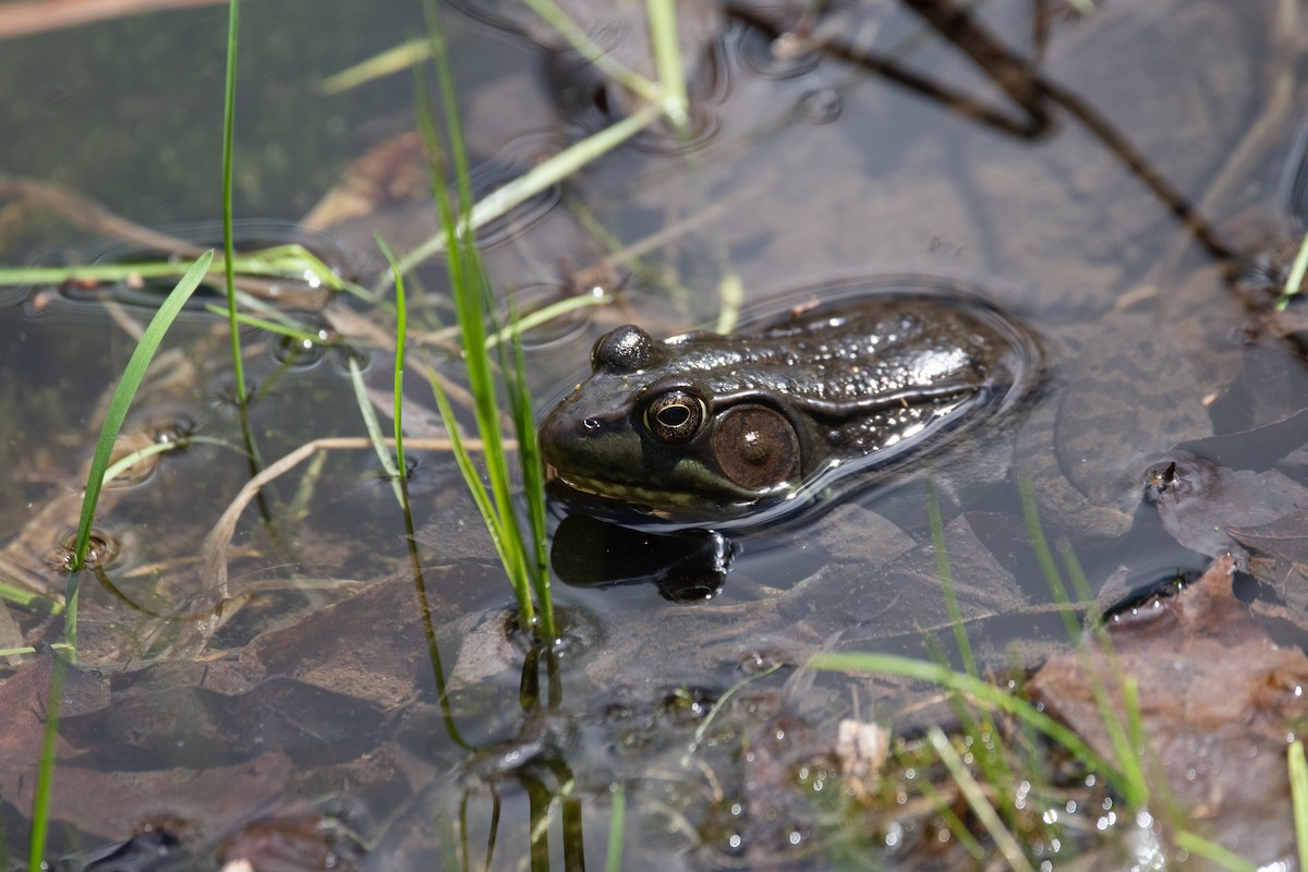 Green Frog - ML657776496