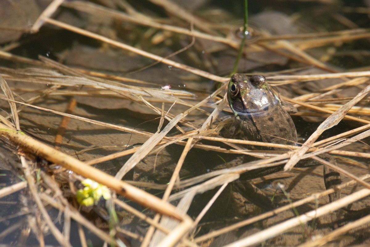 Green Frog - ML657776558