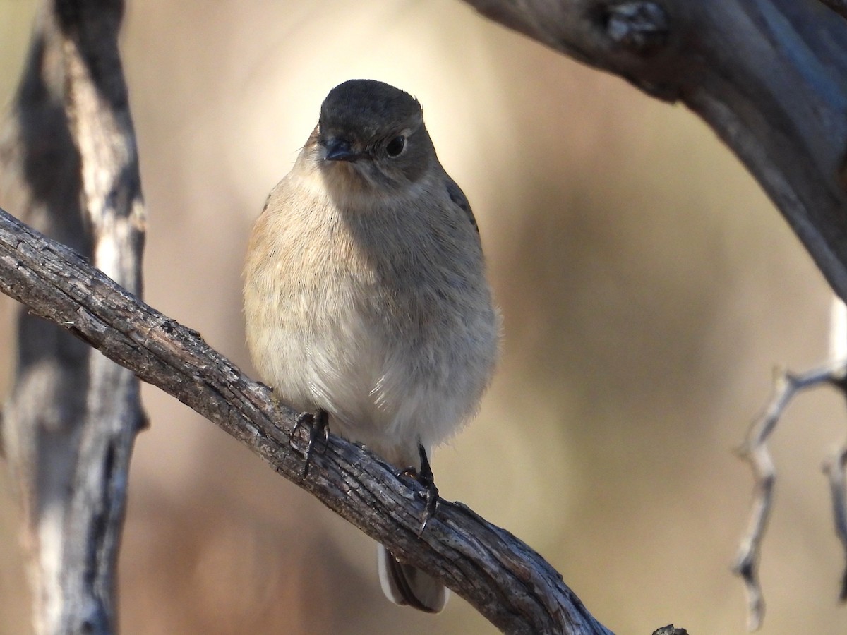 Red-capped Robin - ML657777981