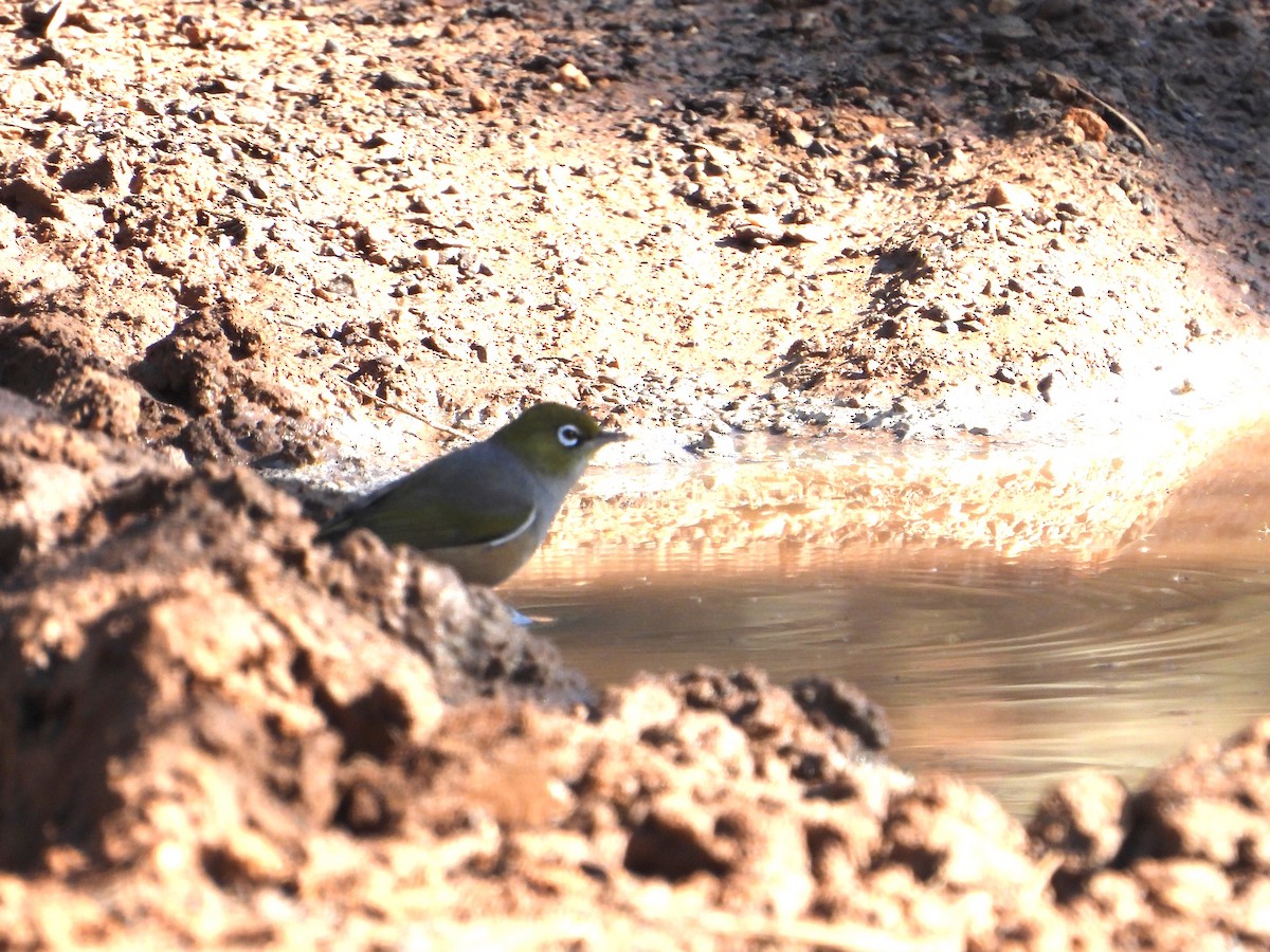 Silvereye - ML657777997
