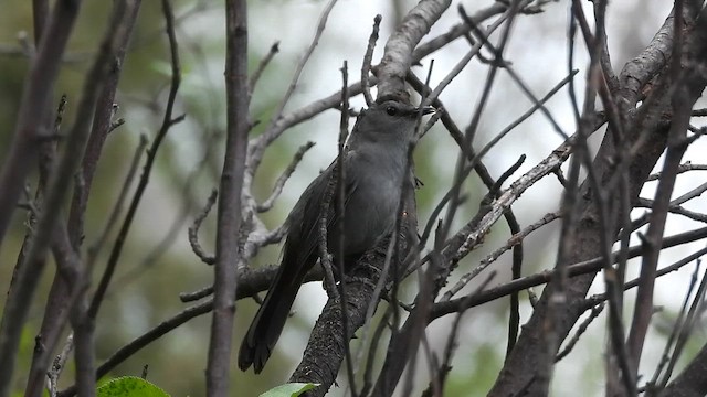 Pájaro Gato Gris - ML657778286