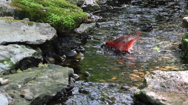 Piranga Roja - ML657778915