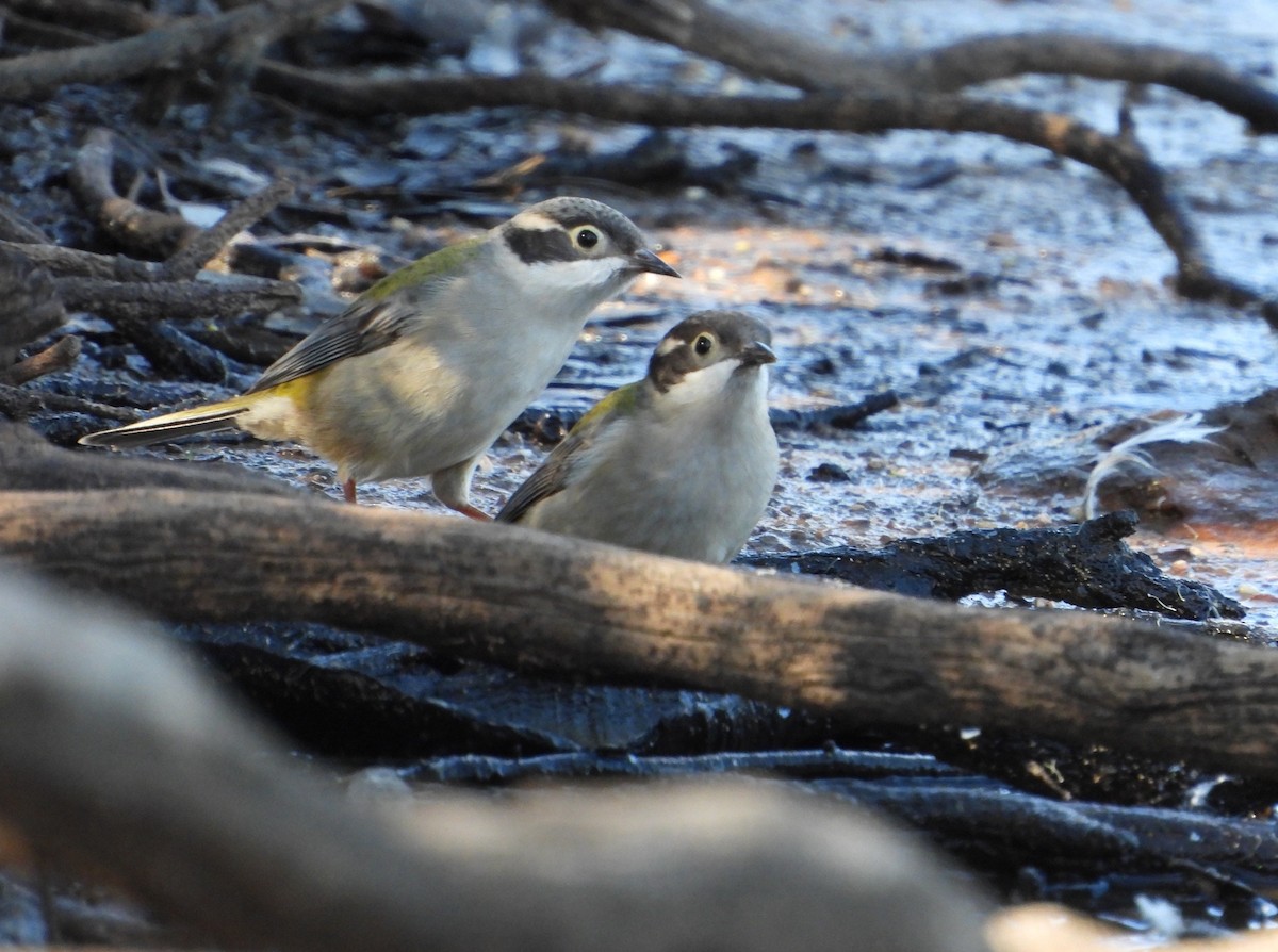 Brown-headed Honeyeater - ML657779490