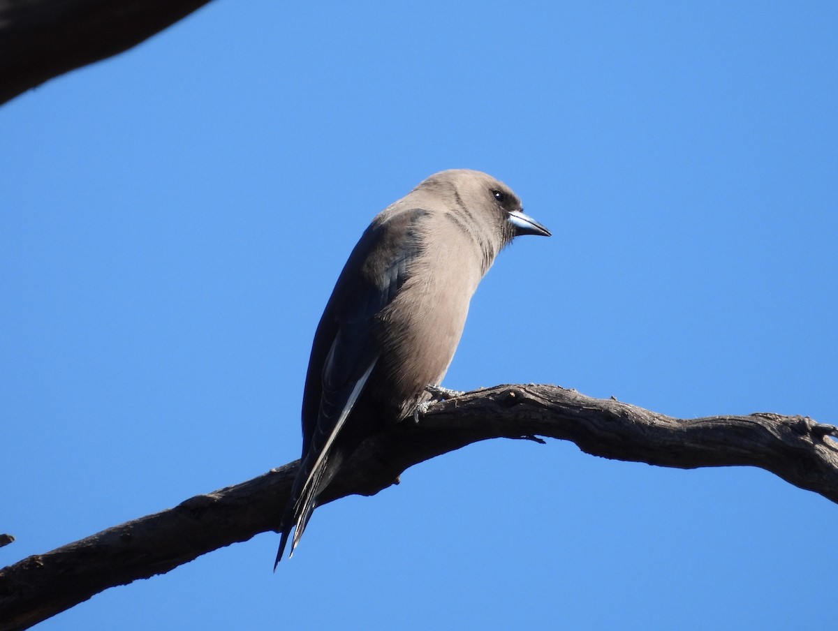 Dusky Woodswallow - ML657779559