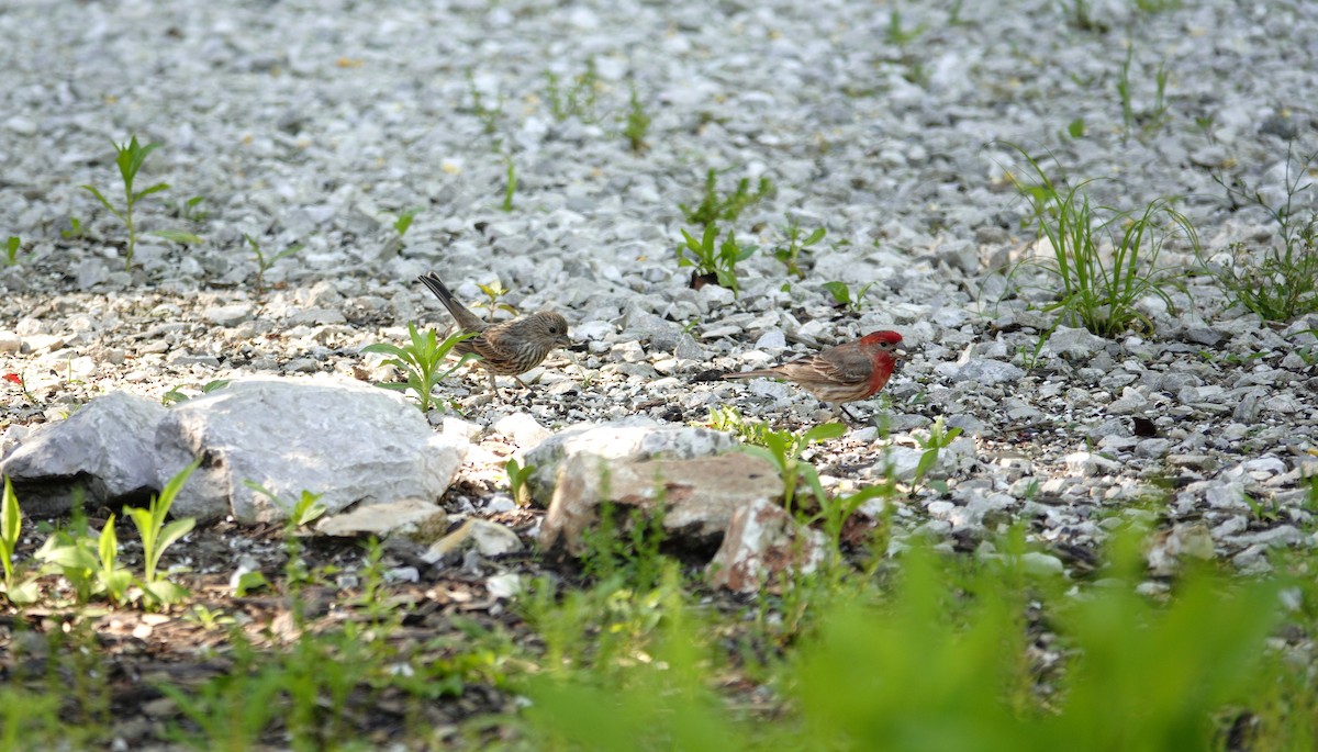 House Finch - ML657780042