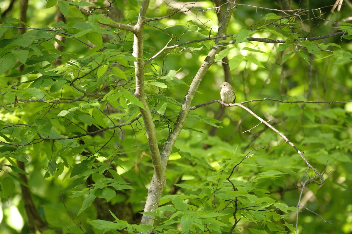 House Finch - ML657780044