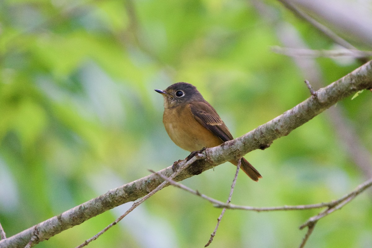 Ferruginous Flycatcher - ML657780661