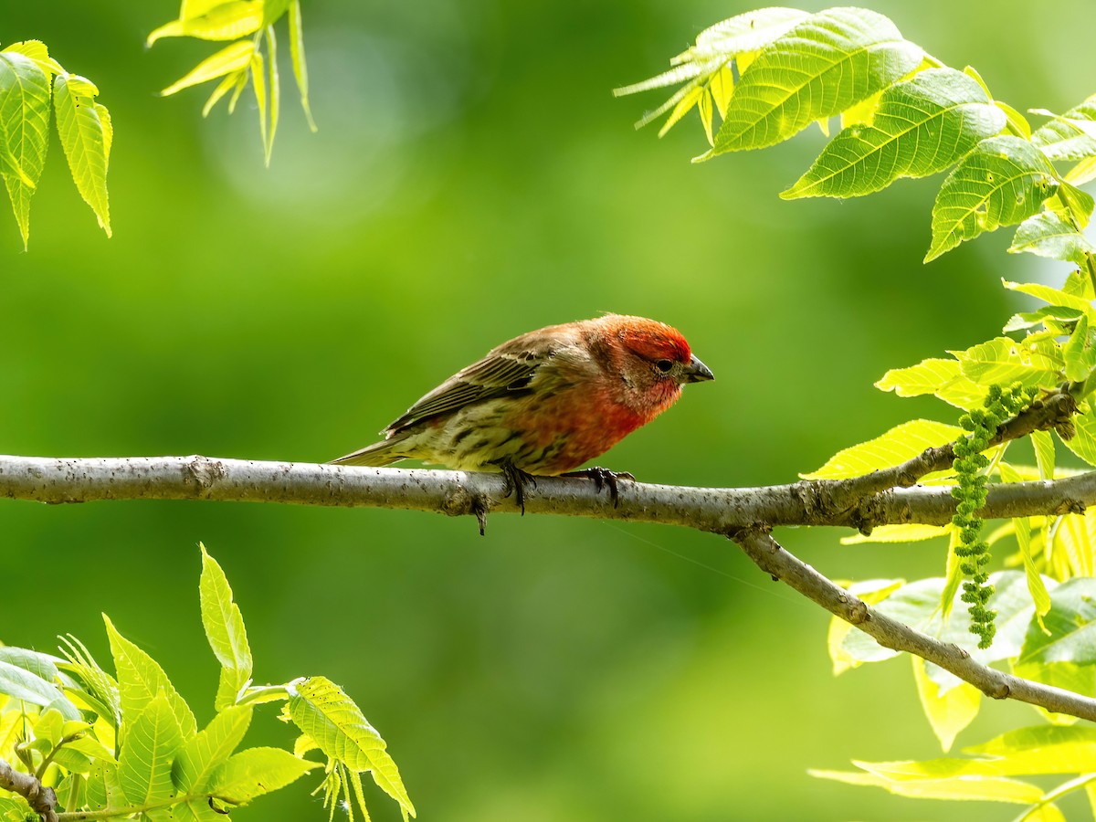 House Finch - ML657780782