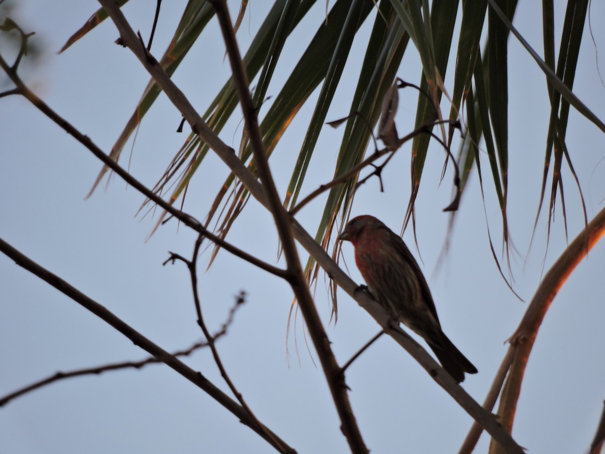 House Finch - ML657780797