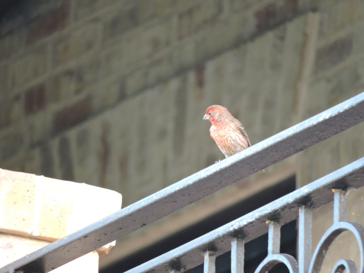 House Finch - ML657780798