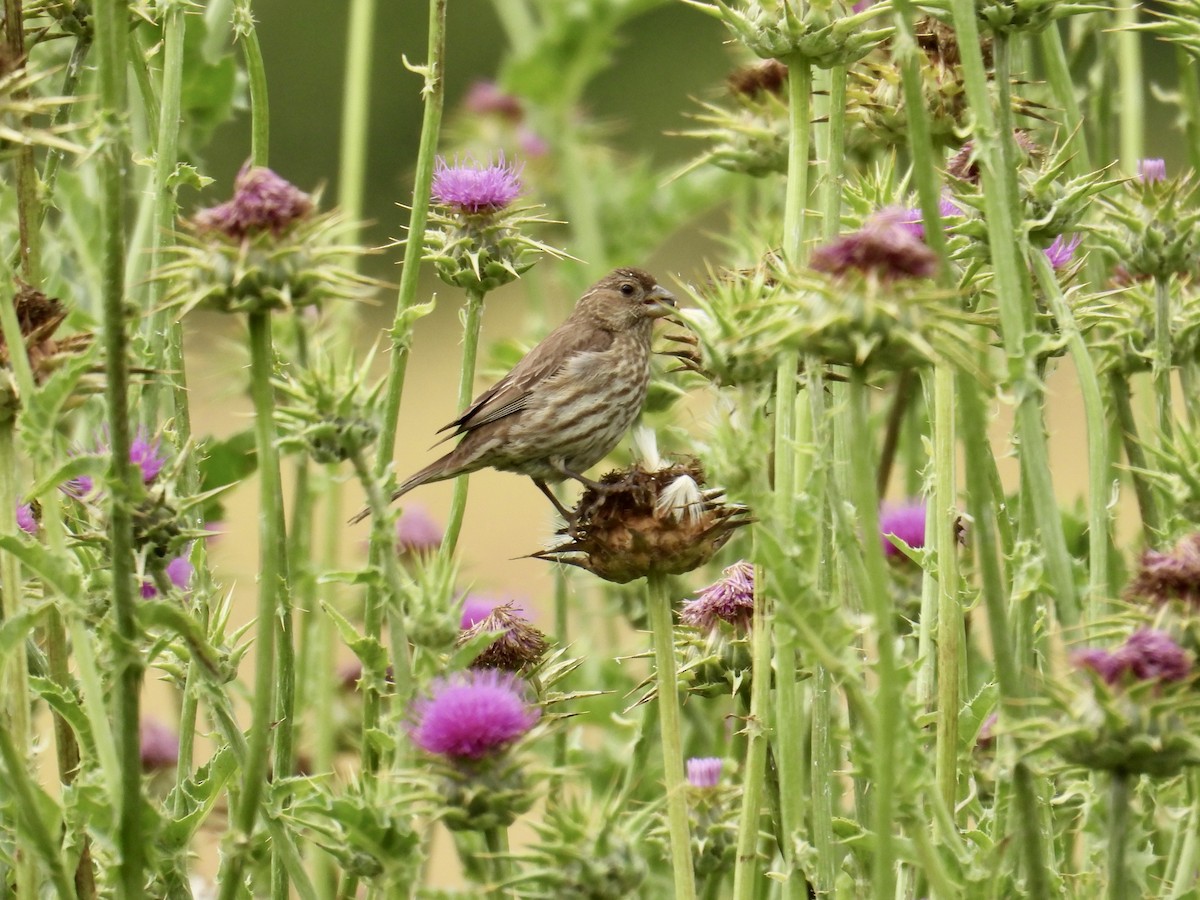 House Finch - ML657780962