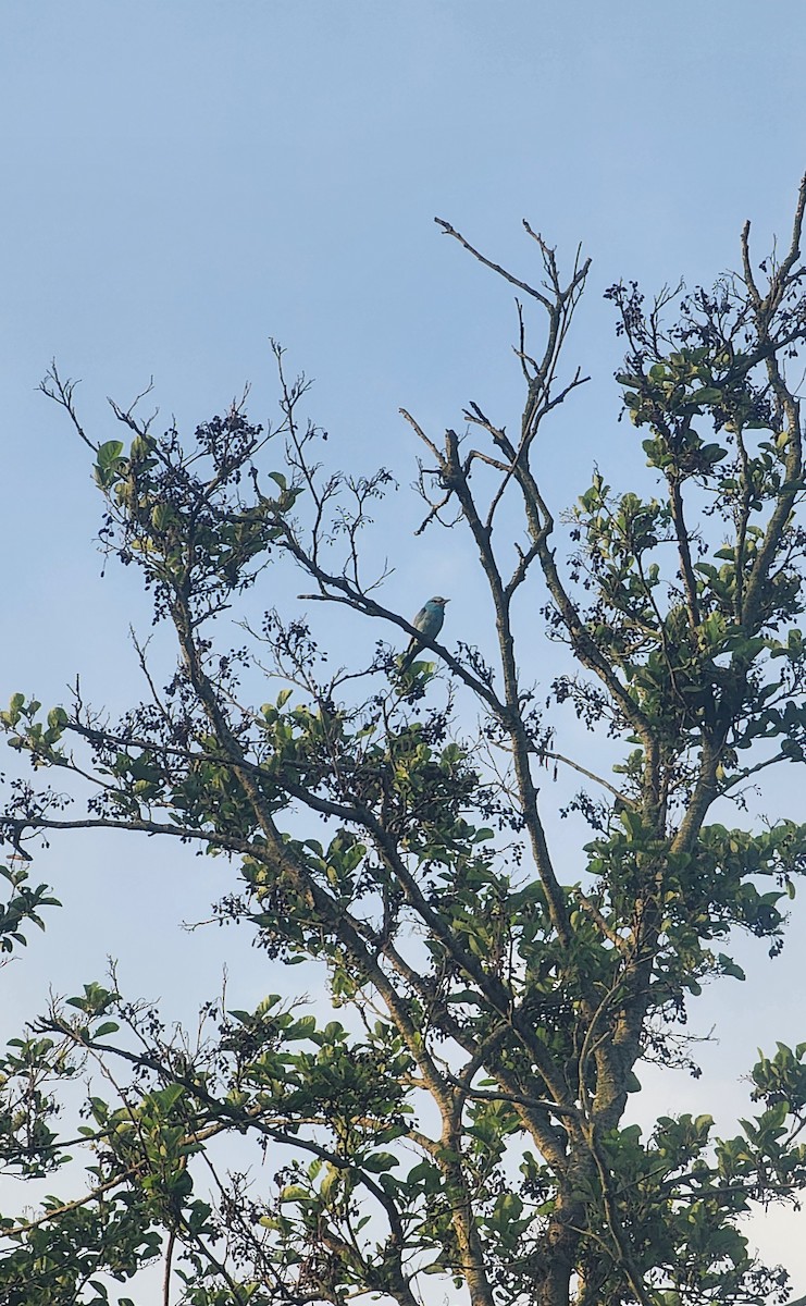 European Roller - ML657781245