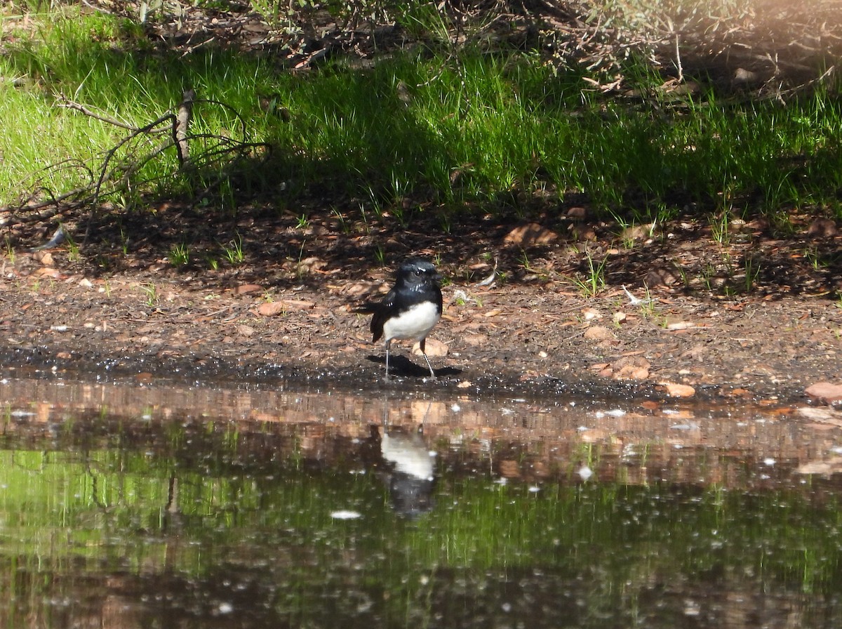 Willie-wagtail - ML657781291