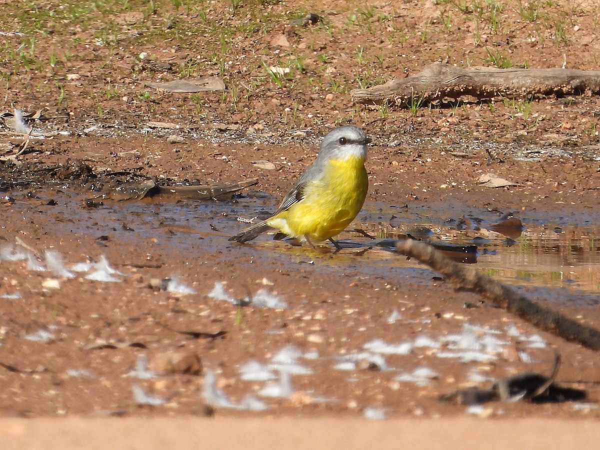 Eastern Yellow Robin - ML657781313