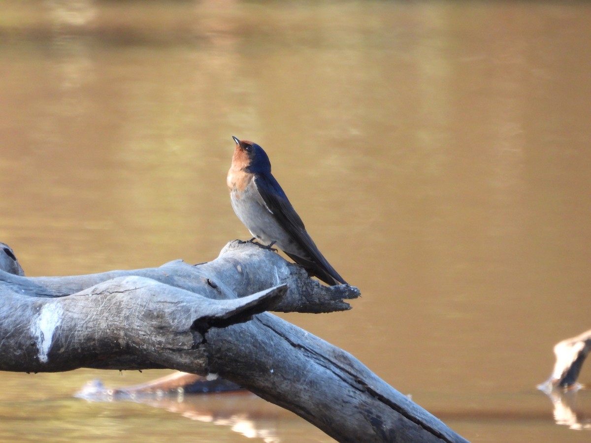 Welcome Swallow - ML657781339