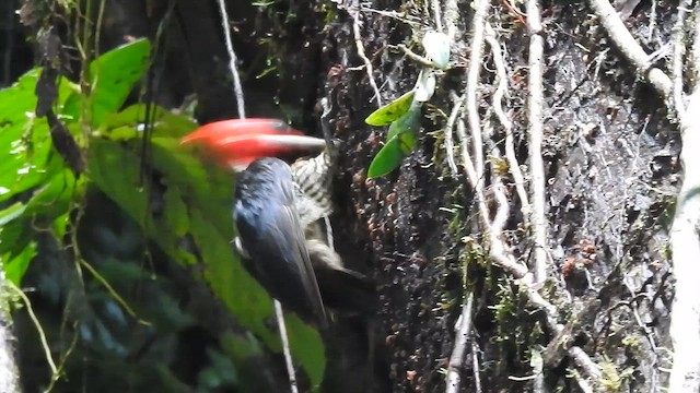 ズアカエボシゲラ - ML657781380