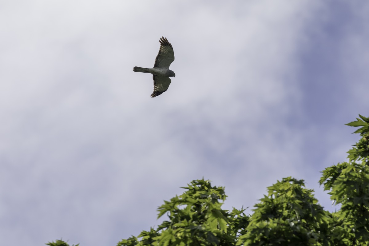 Northern Harrier - ML657781655