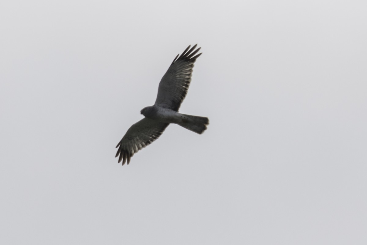 Northern Harrier - ML657781662