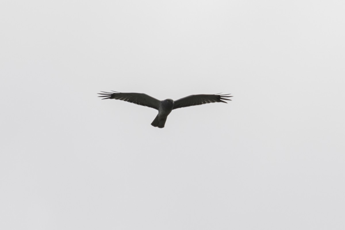 Northern Harrier - ML657781663