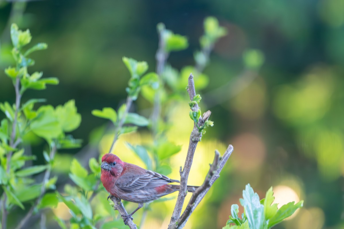 House Finch - ML657781822