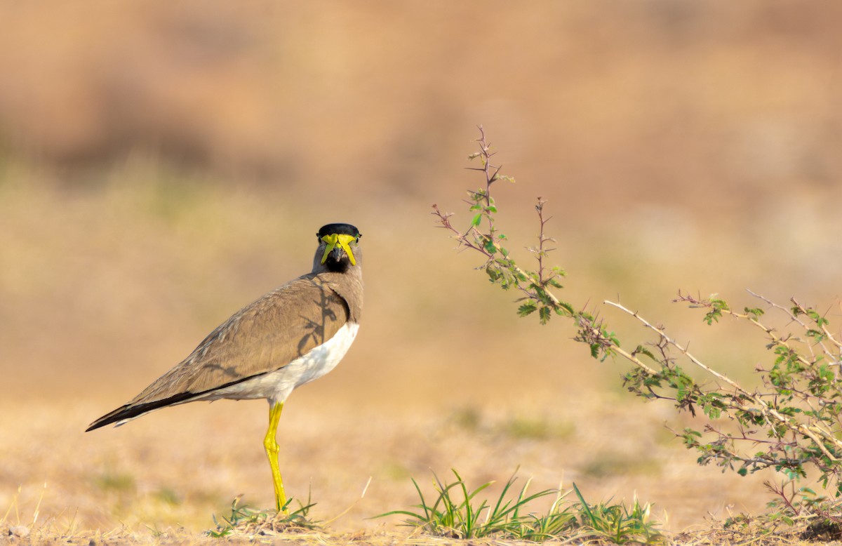 Yellow-wattled Lapwing - ML657782216