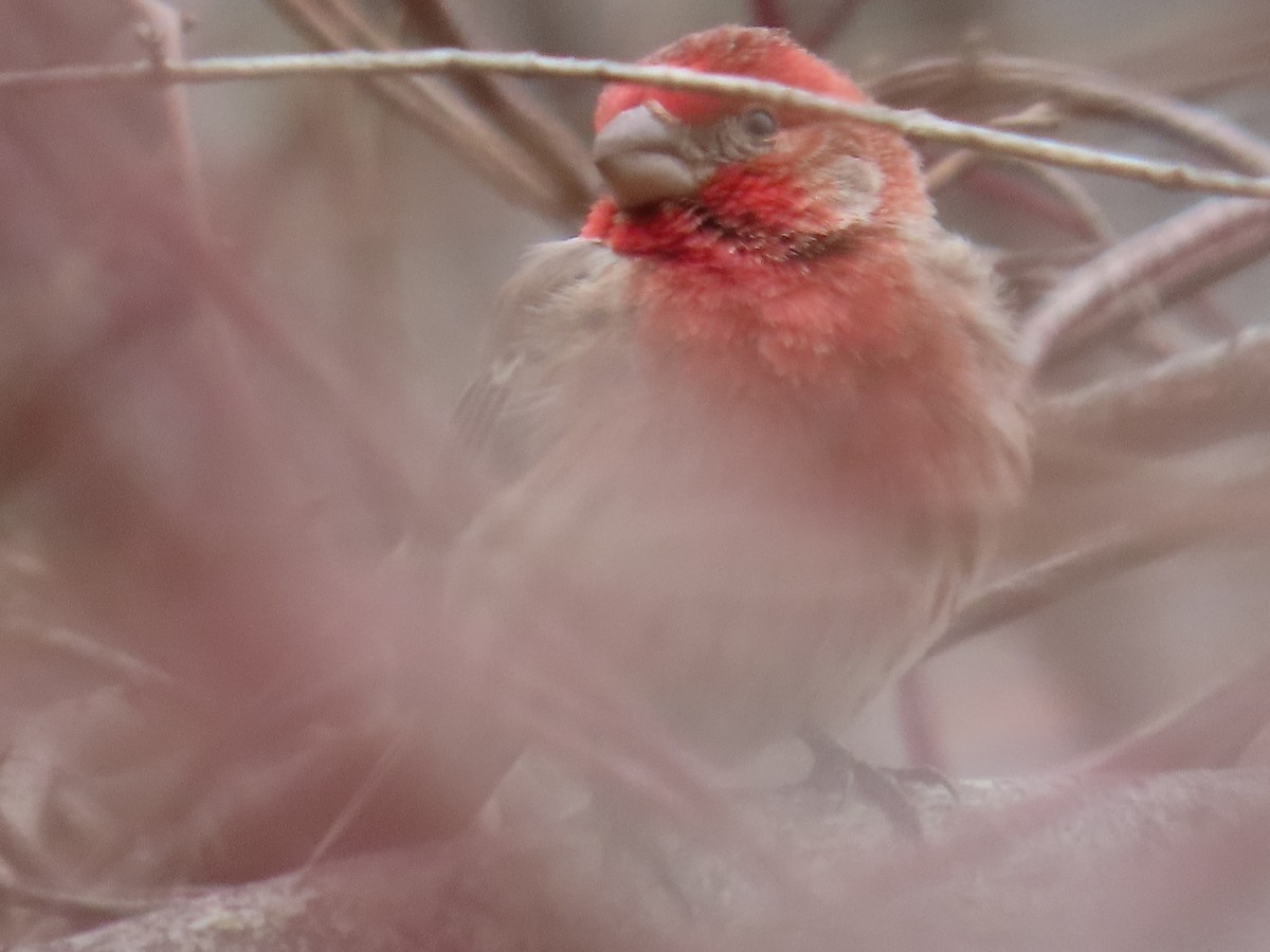 House Finch - ML657782278