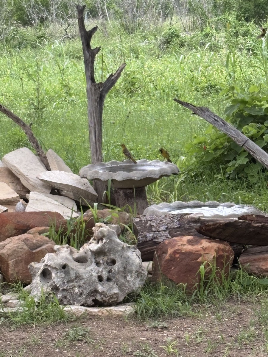 Orchard Oriole - ML657782446